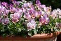 Flower pots filled to overflowing with colourful pink purple viola flowers. Photographed at a garden in Wisley, Surrey UK