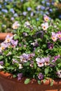 Flower pots filled to overflowing with colourful pink purple viola flowers. Photographed at a garden in Wisley, Surrey UK