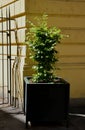 flower pots in front of the entrance to the building in historical style. Royalty Free Stock Photo