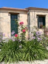 Flower pots in front of a house facade Royalty Free Stock Photo