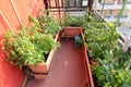 flower pots with the grown tomatoes On the terrace of the apartm Royalty Free Stock Photo