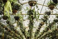 Flower pots hanging from the ceiling in a glass-roofed greenhouse. Royalty Free Stock Photo