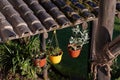 Flower pots and plants on a backyard terrace Royalty Free Stock Photo