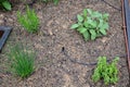 Flower pots with herbs are a handy storage garden for the kitchen on the terrace. irrigation is solved by small hoses with drip no Royalty Free Stock Photo