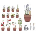 Flower pots with herbs and vegetables. Gardening