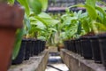 Flower pots lines with small orchids Royalty Free Stock Photo