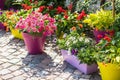 Flower pots Royalty Free Stock Photo