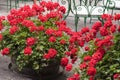 Flower pots with red geraniums Royalty Free Stock Photo