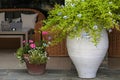 Flower pots in resort patio(Greece) Royalty Free Stock Photo