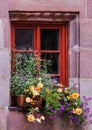 flower pots with roses and small climbing plants against of a large window with an old red wooden frame Royalty Free Stock Photo