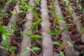 Flower pots with seedlings Royalty Free Stock Photo