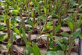 Flower pots with small orchids Royalty Free Stock Photo