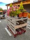 Flower pots stand on wooden pallets painted