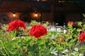 Red geranium flowers in a restaurant in Sighisoara, Romania. Royalty Free Stock Photo