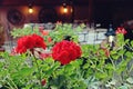 Red geranium flowers in a restaurant in Sighisoara, Romania. Royalty Free Stock Photo