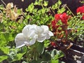 Red and white geranium flowers in a restaurant in Sighisoara, Romania. Royalty Free Stock Photo