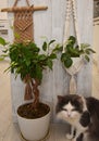 Flower pots using macrame technique decorate the interior of the house