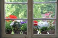 Flower pots on window-sill Royalty Free Stock Photo