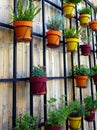 Flower Pots on Wooden Wall Royalty Free Stock Photo