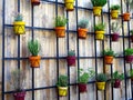 Flower Pots on Wooden Wall Royalty Free Stock Photo