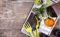 Flower pots and young seedlings, home floriculture or gardening concept. Top view, flat lay, copy space Royalty Free Stock Photo