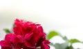 Flower potted indoor geranium