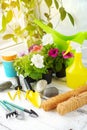 Flower potting at home. Garden tools and flowers in a pots near the window at home.