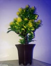 Flower potus Royalty Free Stock Photo