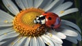 Flower power, Asian lady beetle rests on a vibrant daisy Royalty Free Stock Photo