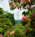 Power lines and pylon among flowering mountain laurels.