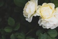 Flower power, white and yellow Uetersener monastery rose with dark green foliage with copy space Royalty Free Stock Photo