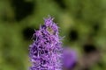 Prairie blazing star Liatris pycnostachya Royalty Free Stock Photo