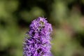 Prairie blazing star Liatris pycnostachya Royalty Free Stock Photo