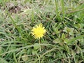 Flower on Prau Mount