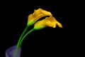 Entwined pair of yellow calla lilies on black background Royalty Free Stock Photo