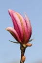 The flower of a beautiful Magnolia tree growing in a garden in the UK. Royalty Free Stock Photo