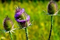 Flower with prickles on a green field. Blooming thorn. Wild flower.