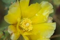 Flower of prickly pear in the Langue de Barbarie National Park.