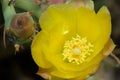 Flower of prickly pear Opuntia sp in the Langue de Barbarie National Park.