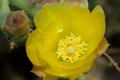 Flower of prickly pear Opuntia sp in the Langue de Barbarie National Park.