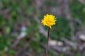 Flower of a prickly sow thistle Sonchus asper