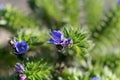 Flower of a pride of Madeira, Echium candicans