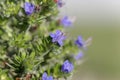 Flower of a pride of Madeira, Echium candicans