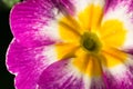 Flower of Primula Primera, close-up