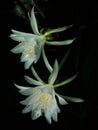 Flower of Princess of the Night isolated on dark background.