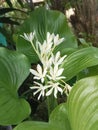 Flower of proiphys amboinensis. Proiphys is a genus of herbacious, perennial, and bulbous plants in the family Amaryllidaceae Royalty Free Stock Photo