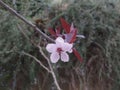 Flower of pruner