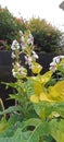 Flower Pseuderanthemum Reticulatum Royalty Free Stock Photo
