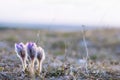 Flower pulsatilla patens blooms Royalty Free Stock Photo