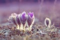 Flower pulsatilla patens blooms Royalty Free Stock Photo